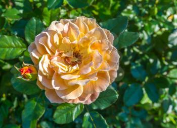 A close-up shot of an apricot-colored Rose.