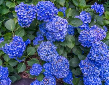 Hydrangea flowers in bloom at the Seattle Arboretum.