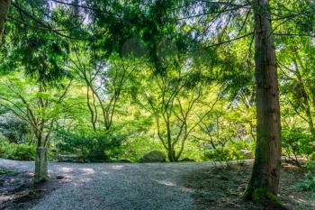 Light shines on trees in a garden in Bellevue, Washington.