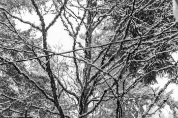 Snow clings to bare tree branches. Abstract shot.