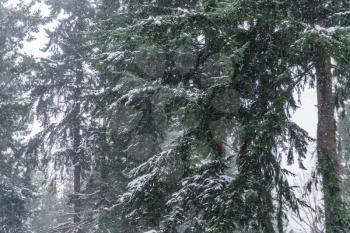 Snow falls around trees in the Pacific Northwest.
