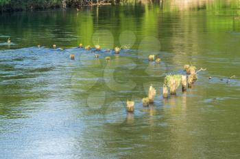 Old pilings stand in the Green River in Tukwila, Washington.