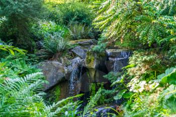 A waterfall surrounded by plants in Bellevue, Washington.
