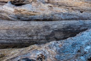 A closeup shot of three driftwood logs.