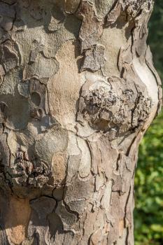 Macro shot of interesting tree bark. Background or texture.