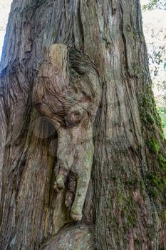 A closeup shot of a knotty tree in the Pacific Northwest.