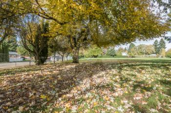 Autumn leaves turn yellow in Lake Burien School Park in Burien, Washington.