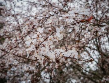 Closeup shot of Cherry blossoms in Seatac, Washington