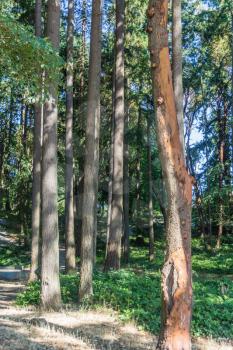 A view of trees in a city park in Burien, Washington.