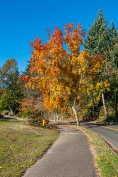 Fall colors pop out on this tree in Autumn on a Burien, Washington street.