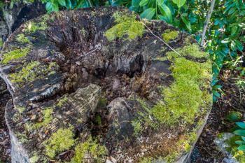 Moss covers a decaying tree stump.