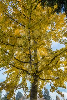 A view of a tree with brilliant yellow Autumn leaves.
