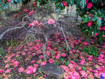 Pink flowers cover the ground in Spring. Shot taken in Seatac, Washington.