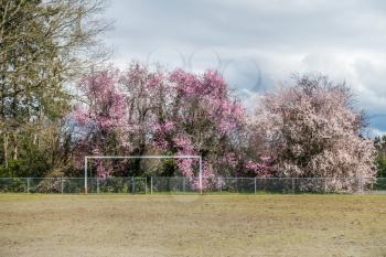 A view of a fence and Cherry trees in Seatac, Washington.