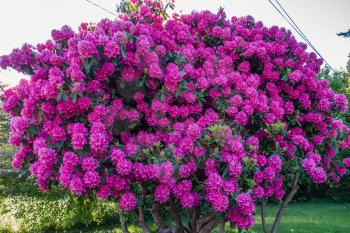 A view of a blooming pink Rhododendron plant in a front yard in Burien, Washigngton.