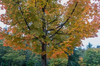 Golden fall colors are on display on this tree in Burien, Washington.