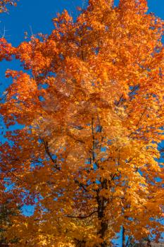 A tree in Burien, Washington radiates golded Autumn colors. Background shot.