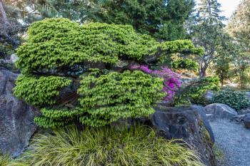 A view of a green shrub in Seatac, Washington.