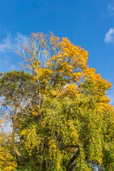 Blue sky above autumn leaves in West Seattle, Washington.