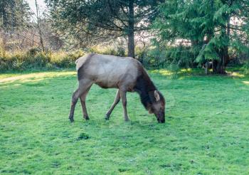 A Roosevelt Elk on a grass lawn in Cannon Beach, Oregon.