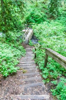 Steps lead from a trail to a platform over a stream at Flaming Geyser State Park in Washington State.