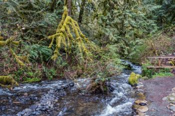 A stream rushes past branches that are covered with moss. Photo taken at Flaming Geyser State Park in Washington State.