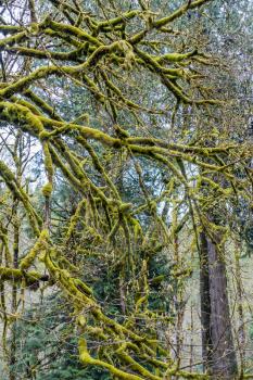 Moss covers tree branches at Falming Geyser State Park in Washington State.