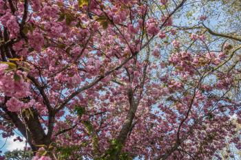 A closeup shot of pink Cherry blossoms. Background or texture.