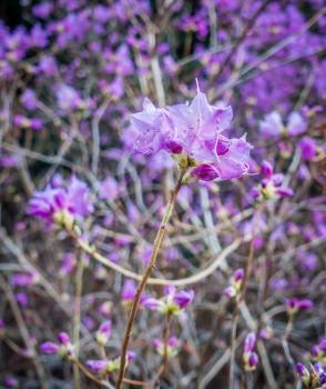 Closeup shot of purple spring flowers.