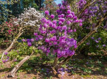Brilliant purple and white Rhododendron blossoms are on display in the Pacific Northwest.