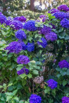 A closeup shot of purple and blue Hydrangea blossoms.