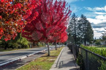 Tees explode with brilliant red color on a street in Des Moines, Washington.