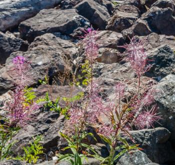 Delicate red flowers grow between rock near the Puget Sound.