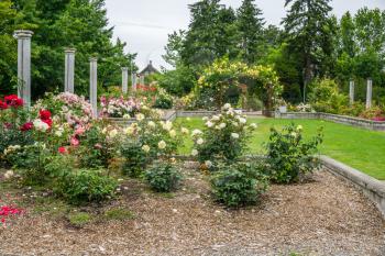 A Rose garden surrounds a courtyard in Seatac, Washington.
