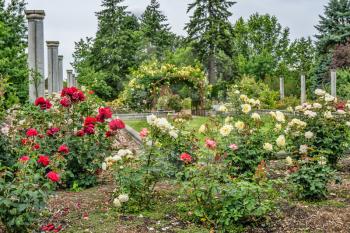 A variedty of Roses are on display in this garden in Seatac, Washington.