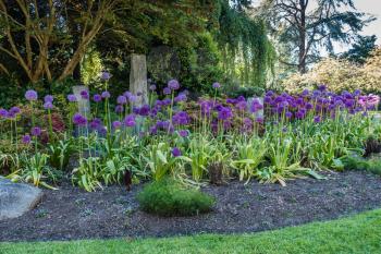 A view of round purple flowers at Seward Park in Seattle, Washington.