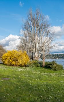 A tree and yellow bush stand out at Seward Park in Seattle, washington. It is Spring.