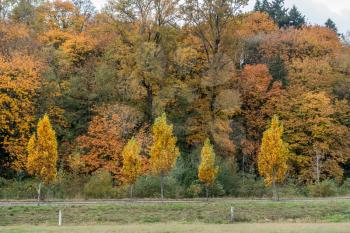 Many shades of Autumn yellow are revealed in Kent, Washington.