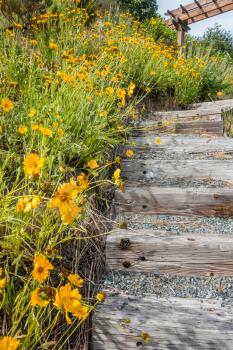 Brilliant yellow flowers grow next to outdoor wooden steps.