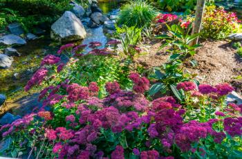 A view of thick pink flowers next to a stream.