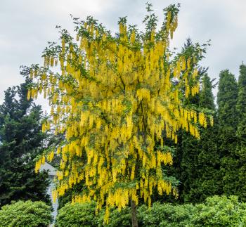 A tree bursts with brilliant yellow flowers.