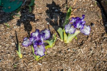 Macro shot of white and purple Iris flowers.