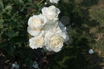 Closeup of a cluster of white Roses. Macro shot.