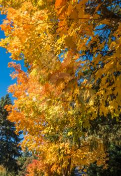 A background shot of orange and yellow Autumn leaves.
