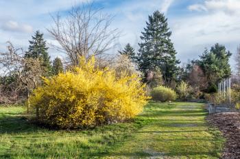 A yellow bush bursts with color. Blue sky is in the distance. Shot taken in Seataac, Wahsington.