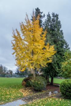Yellow leaves stand out with a green tree behind. Photo taken in Burien, Washington.