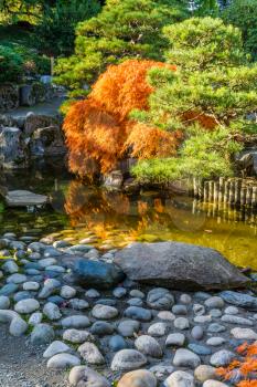A pond and Japanese Maple tree in the fall. Shot taken in Seatac, Washington.