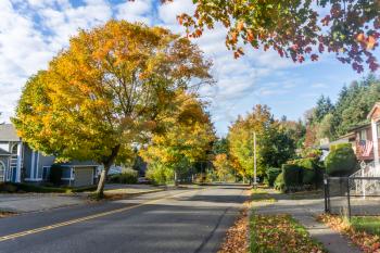 Autumn leaves on roadside trees in Burien, Washington.