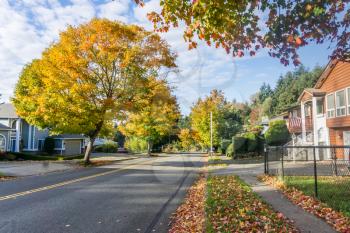 Autumn leaves on roadside trees in Burien, Washington.