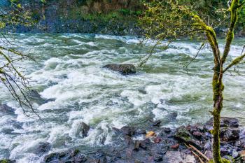 A rocks juts up in the middle of rapids on the Snoqualmie River.